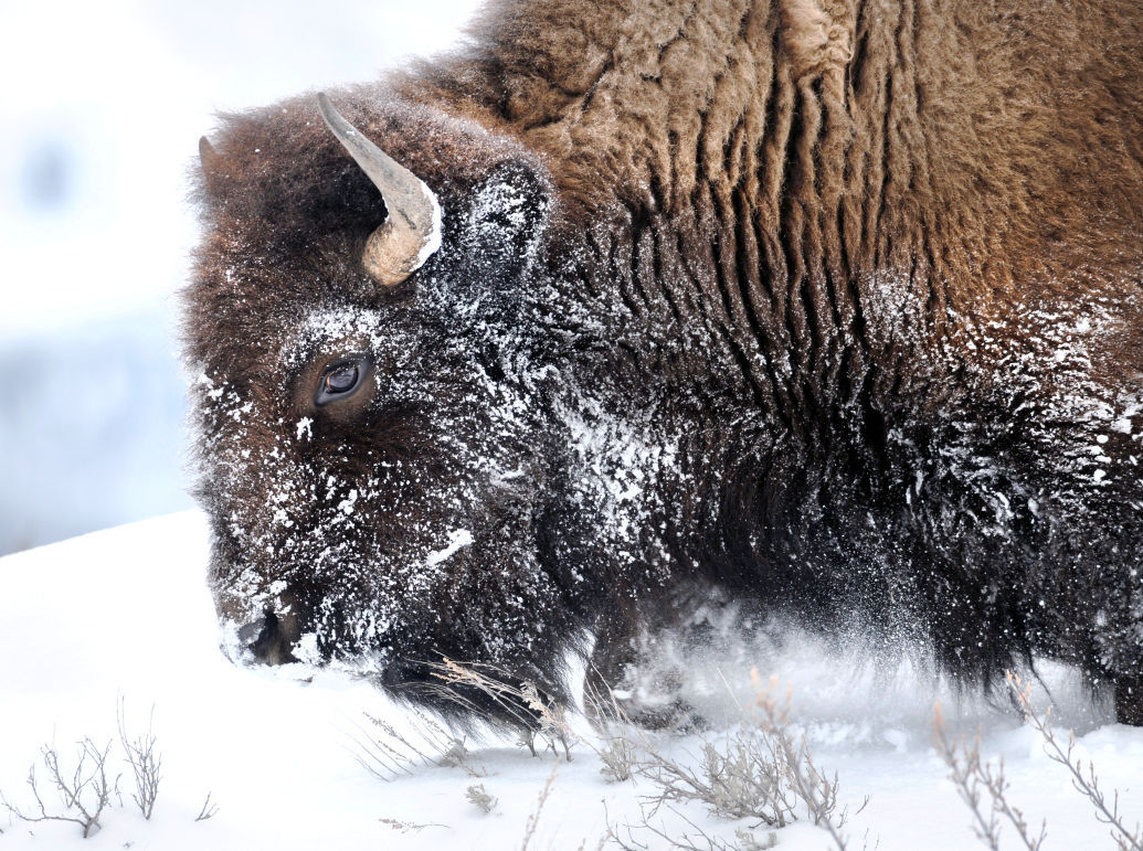 Yellowstone National Park